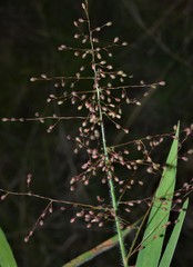 Dichanthelium lanuginosum