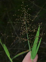 Dichanthelium lanuginosum
