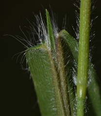 Dichanthelium lanuginosum