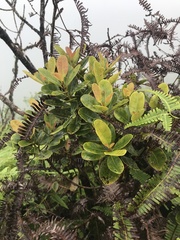 Syzygium sandwicense