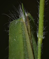 Dichanthelium lanuginosum