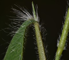 Dichanthelium lanuginosum