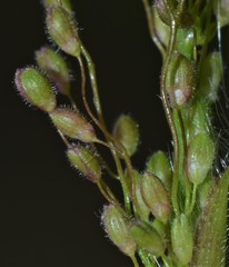 Dichanthelium lanuginosum