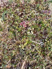 Micranthes redofskyi