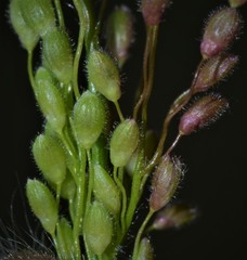 Dichanthelium lanuginosum