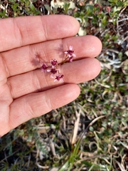 Micranthes redofskyi