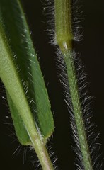 Dichanthelium lanuginosum