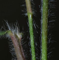 Dichanthelium lanuginosum