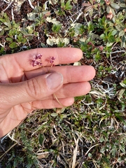 Micranthes redofskyi