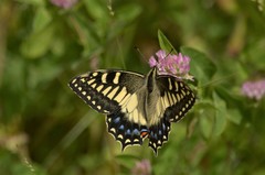 Papilio hospiton