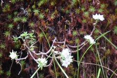 Sedum neovolcanicum