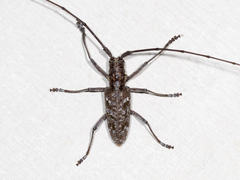 Monochamus titillator