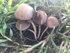 Psathyrella longipes