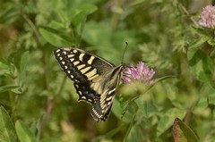 Papilio hospiton