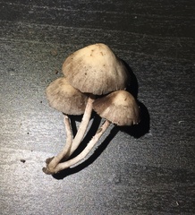 Psathyrella longipes