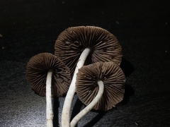 Psathyrella longipes