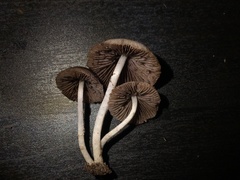 Psathyrella longipes