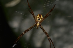 Argiope