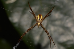 Argiope
