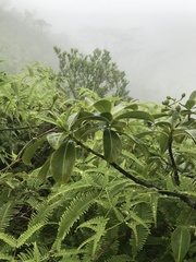 Psychotria mariniana