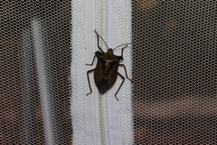 Pentatoma parametallifera