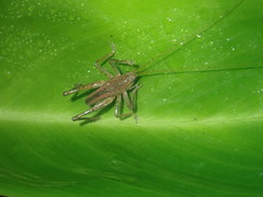 Austrosalomona destructor