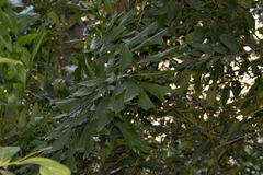 Caryota