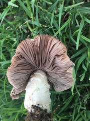 Agaricus