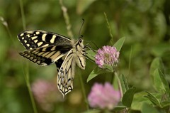 Papilio hospiton