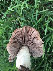 Agaricus