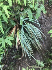 Machaerina mariscoides