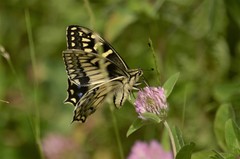 Papilio hospiton