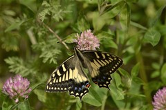 Papilio hospiton