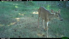 Odocoileus hemionus columbianus