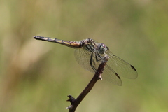 Pachydiplax longipennis