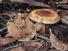 Pholiota communis