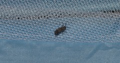 Ozotomerus japonicus