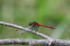 Sympetrum