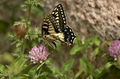Papilio hospiton