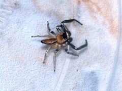 Thiania cupreonitens