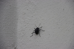 Plesiophthalmus davidis