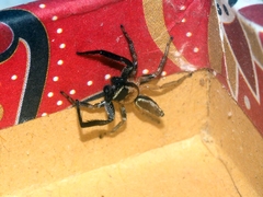 Thiania cupreonitens