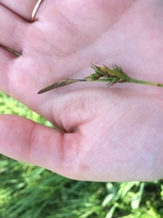 Carex michelii