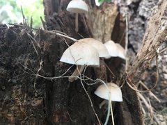 Mycena galericulata