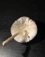 Mycena galericulata