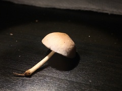 Mycena galericulata