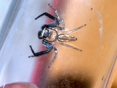 Thiania cupreonitens