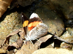 Diaethria pandama