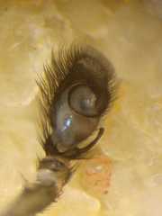 Thiania cupreonitens