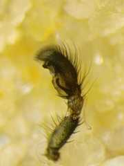 Thiania cupreonitens